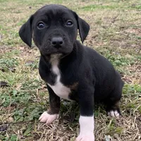 NALC black/brindle girl, a female Catahoula Leopard Dog for sale in Gadsden, AL – Photo 6 of 10