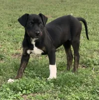 NALC black/brindle girl, a female Catahoula Leopard Dog for sale in Gadsden, AL – Photo 8 of 10
