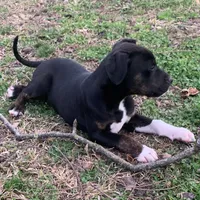 NALC black/brindle girl, a female Catahoula Leopard Dog for sale in Gadsden, AL – Photo 4 of 10