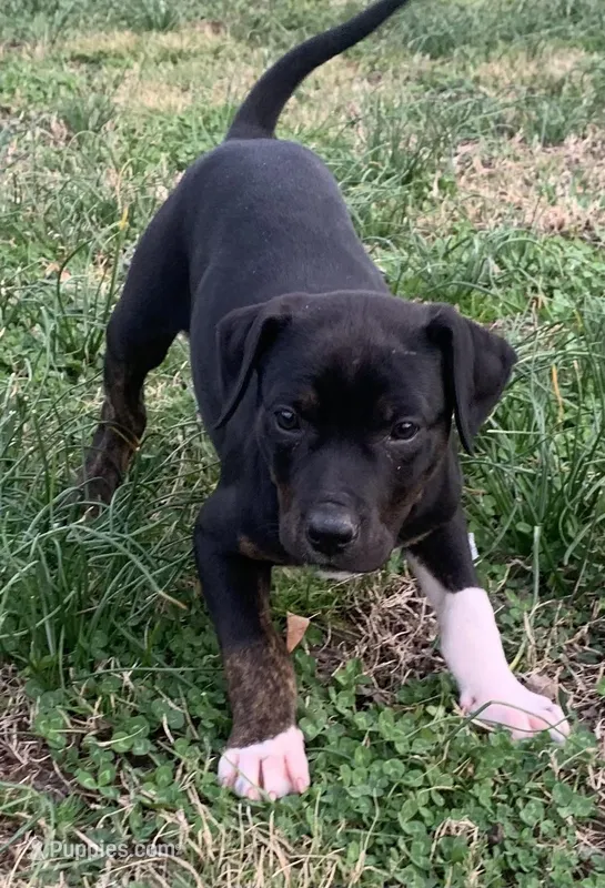 NALC black/brindle girl