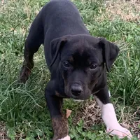 NALC black/brindle girl, a female Catahoula Leopard Dog for sale in Gadsden, AL – Photo 2 of 10