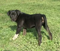 NALC black/brindle girl, a female Catahoula Leopard Dog for sale in Gadsden, AL – Photo 9 of 10