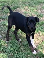 NALC black/brindle girl, a female Catahoula Leopard Dog for sale in Gadsden, AL – Photo 7 of 10
