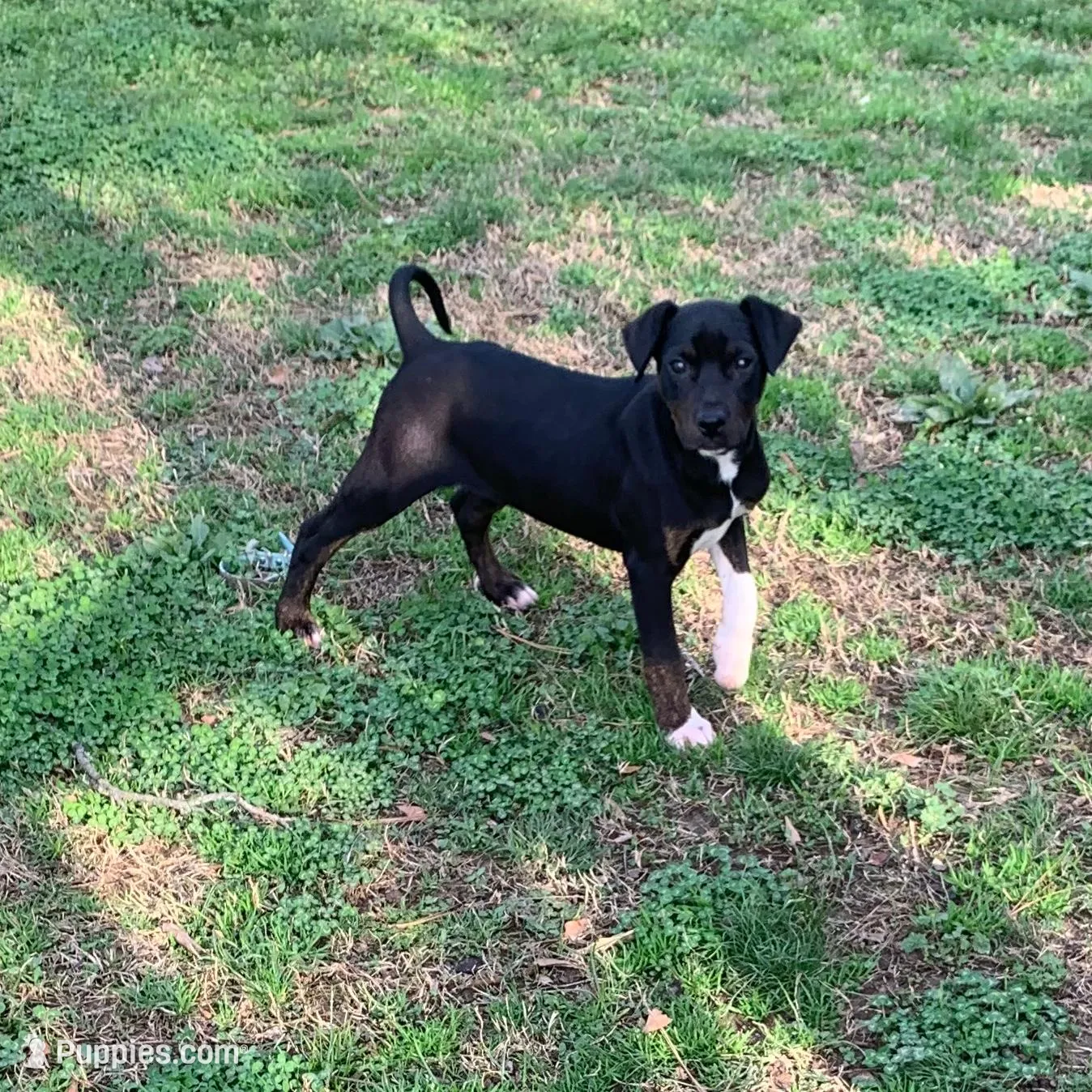 NALC black/brindle girl – Catahoula Leopard Dog puppy for sale in Gadsden, AL