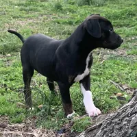 NALC black/brindle girl, a female Catahoula Leopard Dog for sale in Gadsden, AL – Photo 3 of 10
