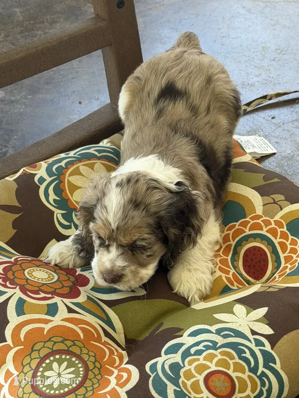 Male 1, a male Cocker Spaniel for sale in Gadsden, AL – 1 of 5