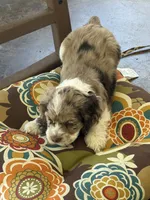 Male 1, a male Cocker Spaniel for sale in Gadsden, AL – 1 of 5