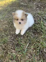 Male 2, a male Pomeranian for sale in Gadsden, AL – 4 of 10