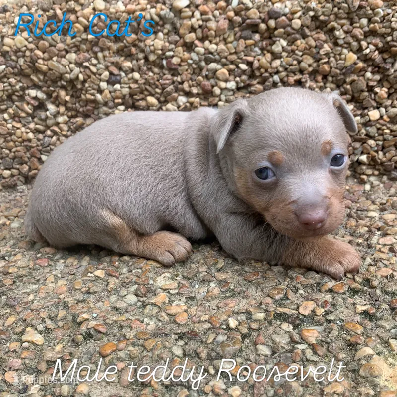 Silver male  – Teddy Roosevelt Terrier puppy on hold in Gadsden, AL