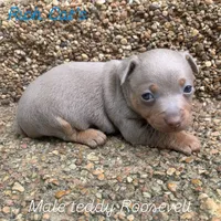 Silver male , a male Teddy Roosevelt Terrier for sale in Gadsden, AL – 1 of 4