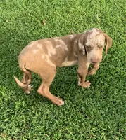 Boy 5, a male Catahoula Leopard Dog for sale in Gadsden, AL – 4 of 5