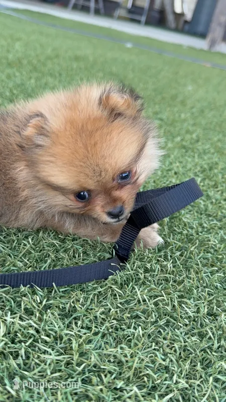 Male 1 , a male Pomeranian for sale in Gadsden, AL – 1 of 8