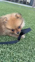 Male 1 , a male Pomeranian for sale in Gadsden, AL – 1 of 8