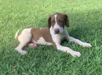 Boy 2, a male Catahoula Leopard Dog for sale in Gadsden, AL – 8 of 8
