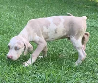 Boy 3, a male Catahoula Leopard Dog for sale in Gadsden, AL – 4 of 5