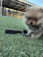 Male 1 , a male Pomeranian for sale in Gadsden, AL – 3 of 8