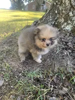 Male 3, a male Pomeranian for sale in Gadsden, AL – 10 of 10