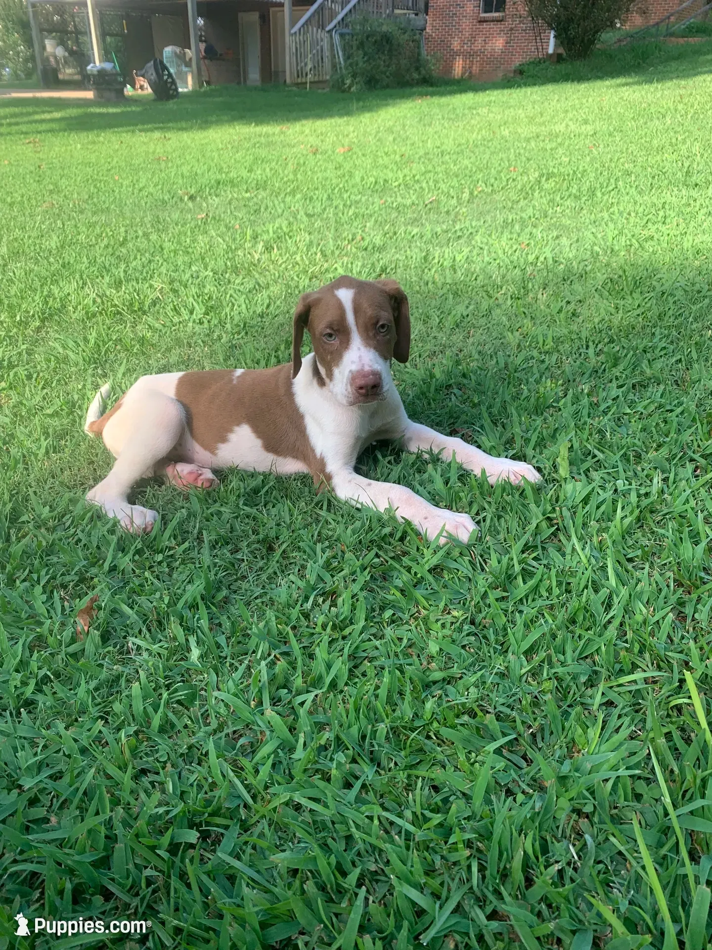 Boy 2, a male Catahoula Leopard Dog for sale in Gadsden, AL – 2 of 8