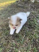 Male 2, a male Pomeranian for sale in Gadsden, AL – 3 of 10