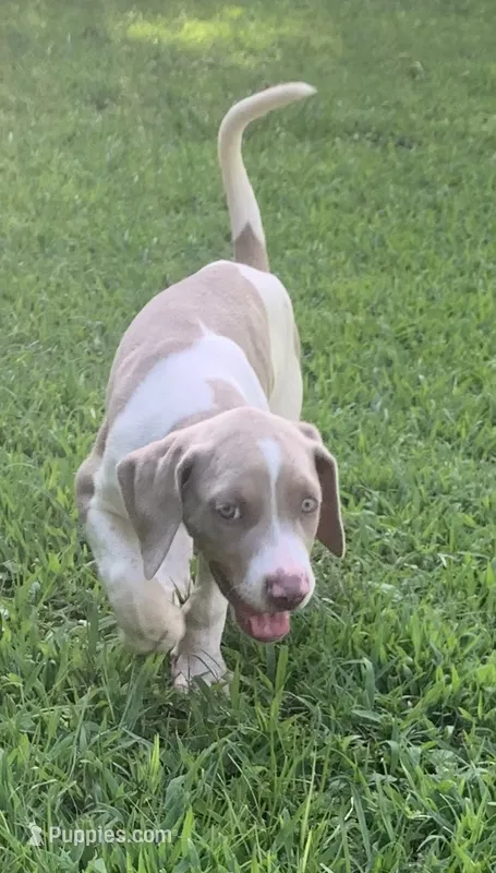 Boy 1 – Catahoula Leopard Dog puppy for sale in Gadsden, AL