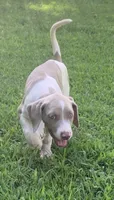 Boy 1, a male Catahoula Leopard Dog for sale in Gadsden, AL – 1 of 2