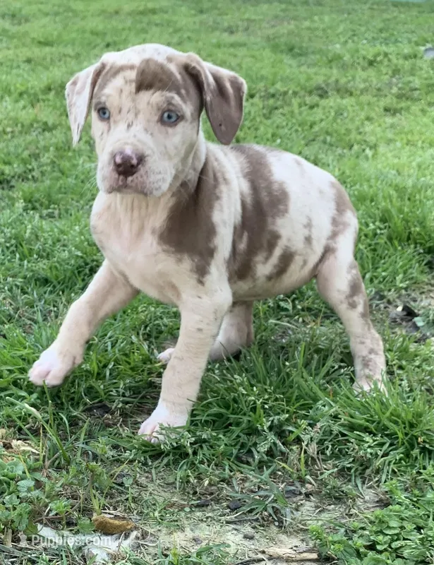Female 4 – Catahoula Leopard Dog puppy for sale in Gadsden, AL
