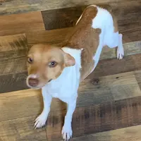 Rich Rat’s Halo, a female Teddy Roosevelt Terrier for sale in Gadsden, AL – Photo 2 of 3