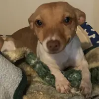 Rich Rat’s Halo, a female Teddy Roosevelt Terrier for sale in Gadsden, AL – Photo 1 of 3