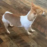 Rich Rat’s Halo, a female Teddy Roosevelt Terrier for sale in Gadsden, AL – Photo 3 of 3