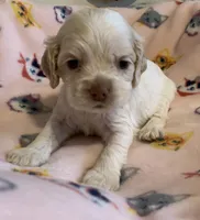 Buff Parti male 2, a male Cocker Spaniel for sale in Gadsden, AL – Photo 1 of 4