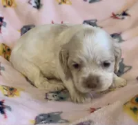 Buff Parti male 2, a male Cocker Spaniel for sale in Gadsden, AL – Photo 3 of 4