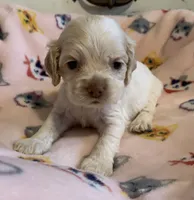 Buff Parti male 2, a male Cocker Spaniel for sale in Gadsden, AL – Photo 4 of 4