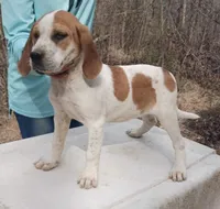 Female 3, a female English Coonhound for sale in Gadsden, AL – Photo 2 of 2