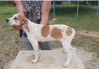 Female 3, a female English Coonhound for sale in Gadsden, AL – Photo 1 of 2