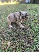 Female chocolate Merle , a female Cocker Spaniel for sale in Gadsden, AL – 2 of 7