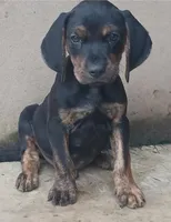 Male 1, a male Catahoula Leopard Dog and Bluetick Coonhound for sale in Gadsden, AL – 1 of 1