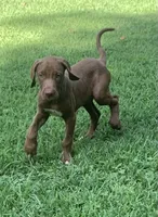 Girl 1, a female Catahoula Leopard Dog for sale in Gadsden, AL – 9 of 10