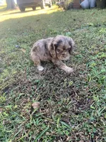 Female chocolate Merle , a female Cocker Spaniel for sale in Gadsden, AL – 7 of 7