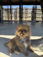 Male 1 , a male Pomeranian for sale in Gadsden, AL – 6 of 8