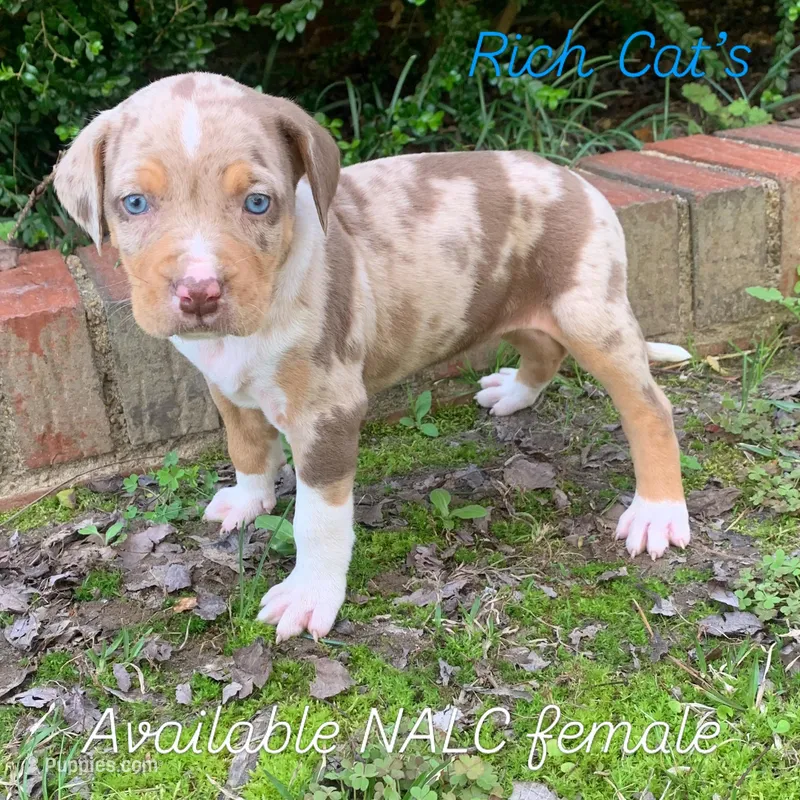 NALC leopard female  – Catahoula Leopard Dog puppy for sale in Gadsden, AL