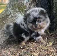 Merlin , a male Pomeranian for sale in Gadsden, AL – Photo 9 of 10