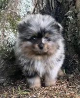 Merlin , a male Pomeranian for sale in Gadsden, AL – Photo 7 of 10