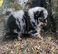 Merlin , a male Pomeranian for sale in Gadsden, AL – Photo 8 of 10
