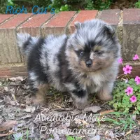 Merlin , a male Pomeranian for sale in Gadsden, AL – Photo 2 of 10