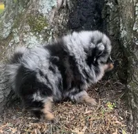 Merlin , a male Pomeranian for sale in Gadsden, AL – Photo 10 of 10