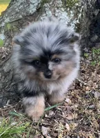 Merlin , a male Pomeranian for sale in Gadsden, AL – Photo 6 of 10