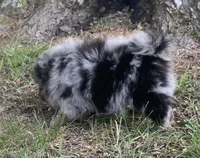 Merlin , a male Pomeranian for sale in Gadsden, AL – Photo 5 of 10