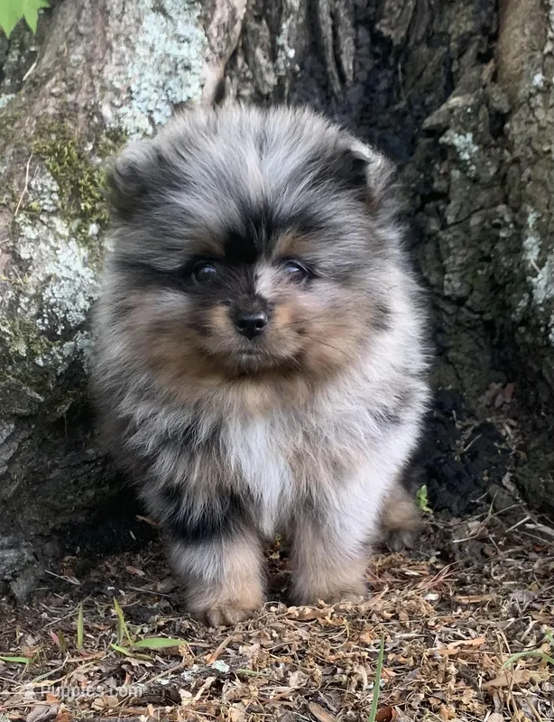 Merlin , a male Pomeranian for sale in Gadsden, AL – Photo 1 of 10