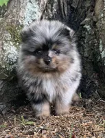 Merlin , a male Pomeranian for sale in Gadsden, AL – Photo 1 of 10