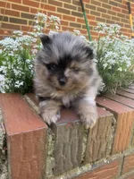 Merlin , a male Pomeranian for sale in Gadsden, AL – Photo 4 of 10